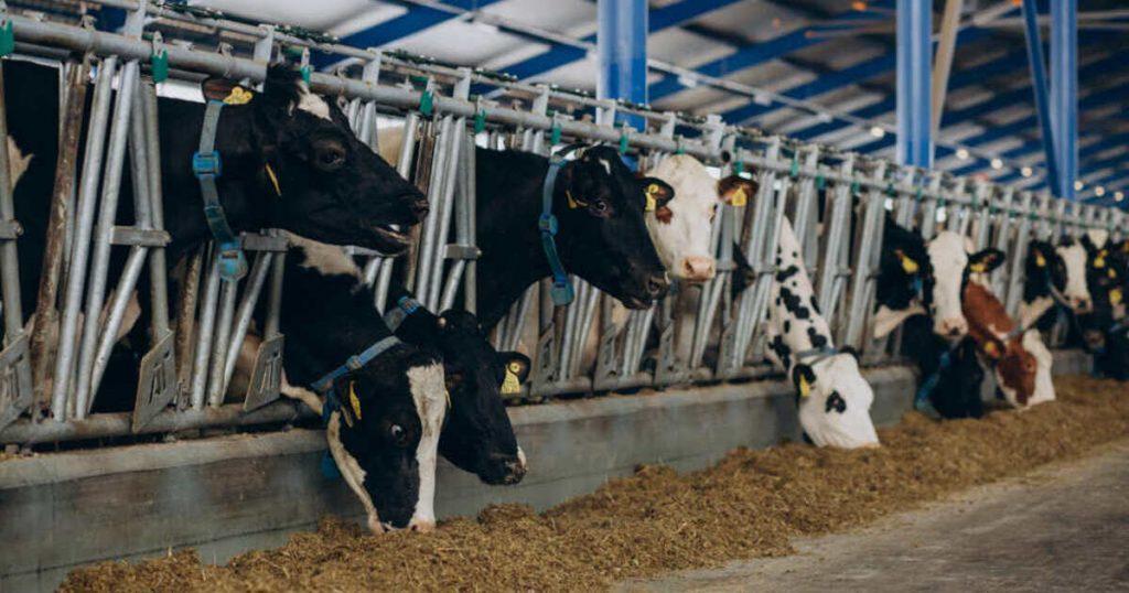 Bovinos em pastagem, eficiência e manejo reprodutivo do rebanho